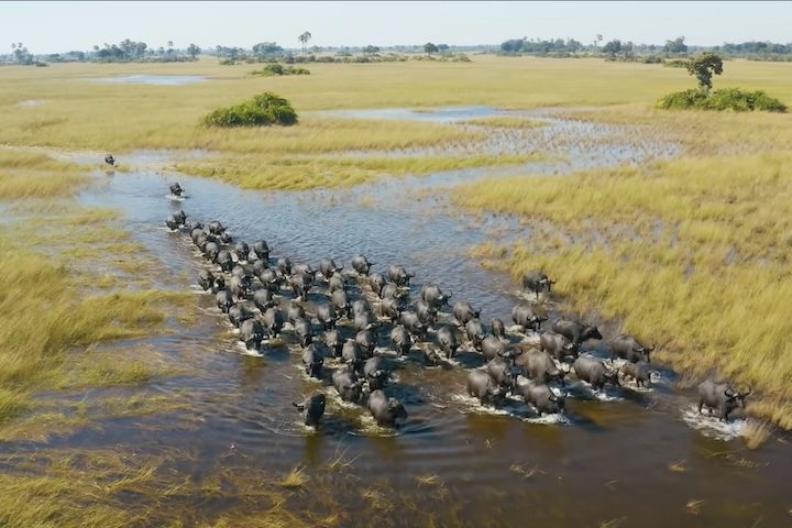 Essa dinâmica hídrica transforma a paisagem em um refúgio vital para a biodiversidade africana, abrigando elefantes, leões, hipopótamos, crocodilos e inúmeras espécies de aves.
