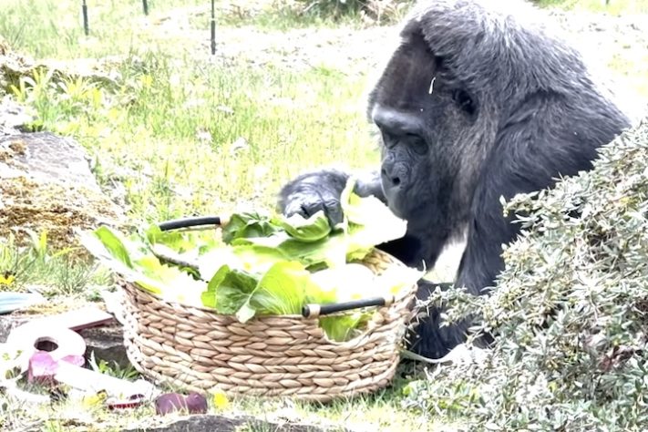 Gorila Fatou mais velha do mundo completa 69 anos - Reprodução/YouTube Our Sweet Travels
