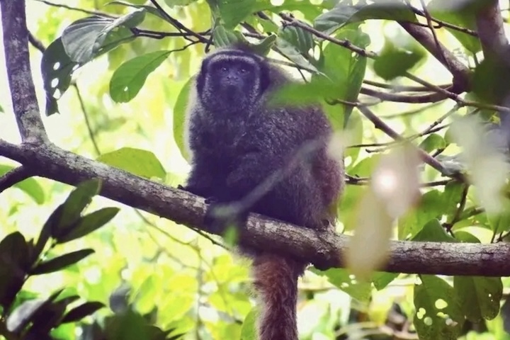 Observações recentes mostram que alguns animais demonstram tolerância incomum à presença humana, o que intriga os pesquisadores e amplia o interesse científico sobre sua ecologia. Para responder a essas questões, o projeto aposta na participação da população local como aliada essencial na produção de conhecimento.