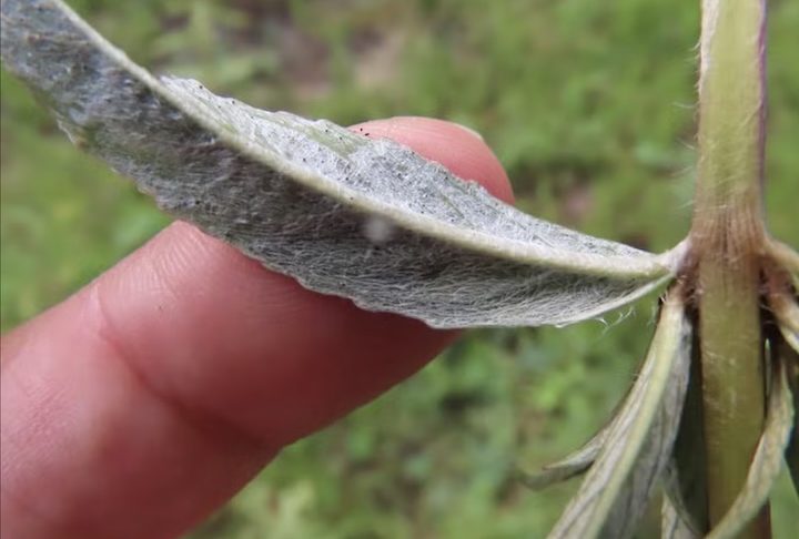 Pertencente à família da hortelã, a planta apresenta um aspecto prateado característico devido à cobertura acinzentada em seu caule e folhas. A redescoberta causou surpresa entre os estudiosos, pois indicou que a espécie ainda resiste em áreas preservadas do bioma.