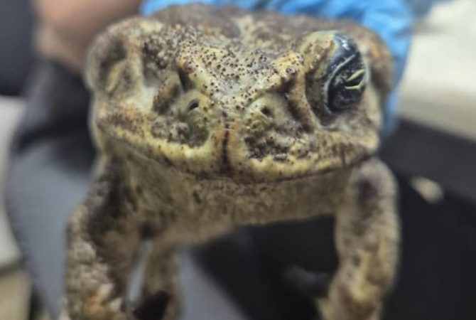 Sem olhos e dedos: pesquisadores tentam descobrir por que metade dos sapos de Fernando de Noronha estão deformados