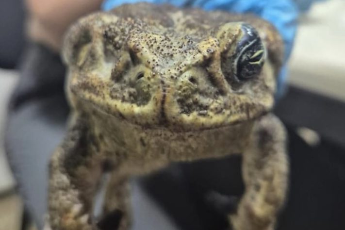 Sapo-cururu pode afetar o meio ambiente de Noronha - Divulgação/Camila Moser e Débora Augusti/ICMBio
