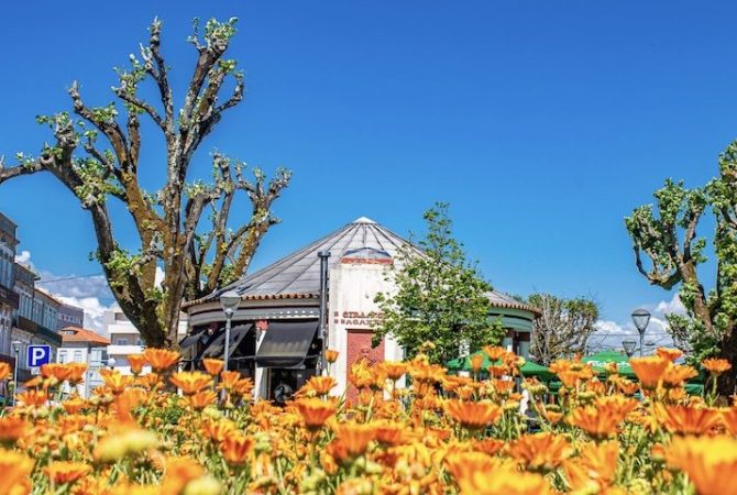 Cidade de Viana do Castelo, em Portugal, terá festival com 40 mil flores em maio; conheça