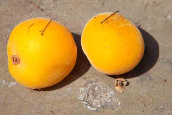 Uvaia, ubaia, uvalha, uvaieira ou uaieira (Eugenia pyriformis) fruta - Reprodução do Flickr Edson Bueno de Camargo