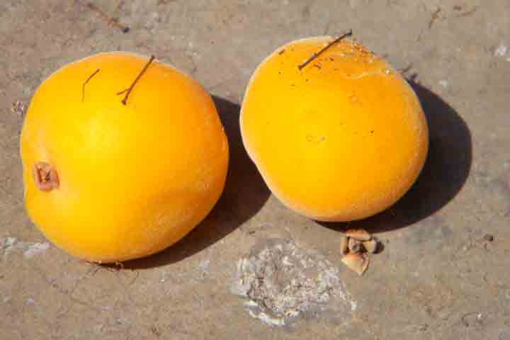 A uvaia é uma fruta nativa da Mata Atlântica que vem despertando cada vez mais interesse por seu valor nutricional e por sua relevância ambiental no Brasil, especialmente nas regiões Sul e Sudeste.