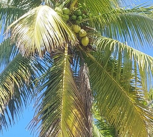 Coqueiros: o símbolo das regiões tropicais que virou cartão-postal pelo mundo