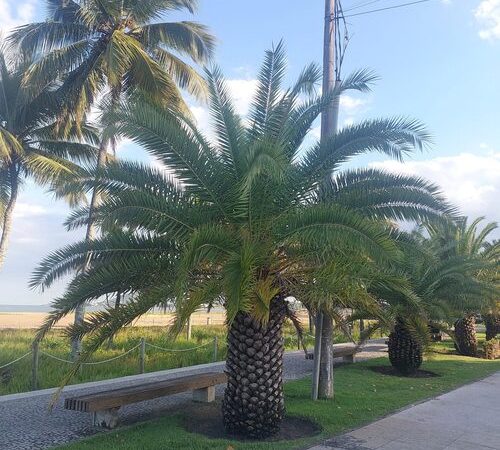 Palmeira-das-Canárias: a espécie imponente que se destaca pelo tronco escamoso e copa exuberante