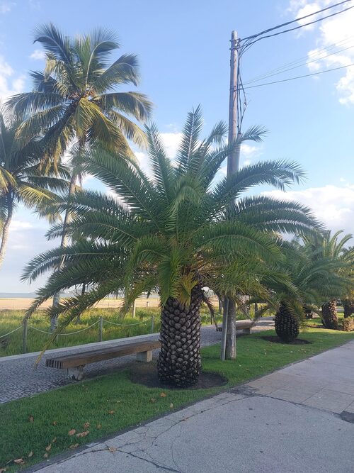 A palmeira do gênero Phoenix, reúne espécies ornamentais bastante conhecidas, usadas em paisagismo urbano e jardins ao redor do mundo. Entre elas, a Palmeira-das-Canárias (Phoenix canariensis) se destaca pelo porte imponente e pela copa volumosa. Sua presença costuma valorizar avenidas, praças e áreas litorâneas. -  (crédito:  arquivo pessoal Mônica Sá )