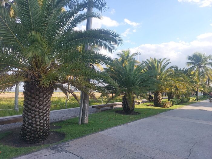 Resistente e de baixa manutenção, a palmeira Phoenix é uma escolha frequente para projetos paisagísticos. Ela tolera vento, calor e até certa salinidade, comum em regiões costeiras. Por isso, segue sendo uma das palmeiras mais plantadas em áreas públicas e residenciais.