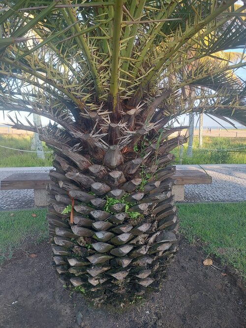 Suas folhas são longas, rígidas e arqueadas, formando uma copa densa e elegante. A coloração verde intensa contribui para o efeito ornamental. Em conjunto, tronco e folhas criam uma silhueta bastante reconhecível em paisagens urbanas.