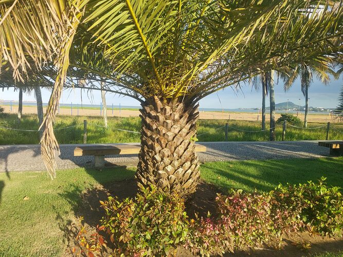 Originária das Ilhas Canárias, essa palmeira se adaptou bem a diferentes climas, incluindo regiões quentes do Brasil. Ela prefere sol pleno e solos bem drenados, o que favorece seu crescimento saudável. Em ambientes adequados, pode atingir grande altura ao longo dos anos.