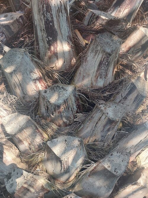 O tronco robusto chama atenção pela textura marcada, com desenhos que lembram escamas ou losangos. Esse aspecto surge naturalmente com a queda ou poda das folhas antigas. O resultado é um visual rústico que ajuda a identificar a espécie com facilidade.