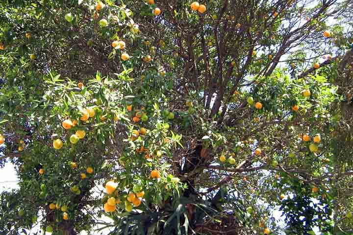 Por essa razão, o cultivo da uvaia é frequentemente incentivado em projetos de reflorestamento e em áreas de preservação permanente, onde contribui para a recuperação de habitats naturais degradados.