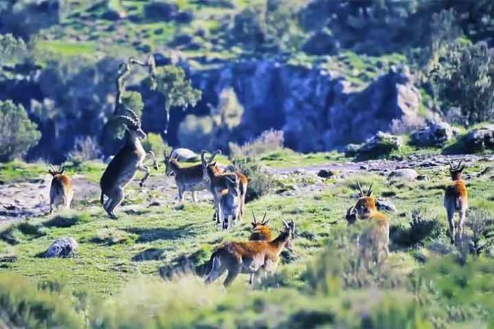 Parque Nacional do Simien, Etiópia - Reprodução do Youtube Canal LAND OF ORIGINS