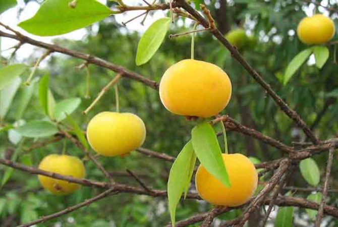 Benefícios para o corpo e para o meio ambiente: fruta pouco conhecida da Mata Atlântica, uvaia tem até 4 vezes mais vitamina C que a laranja