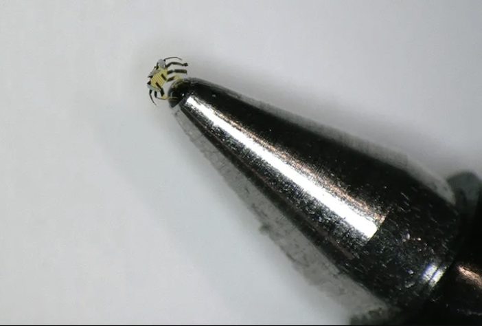 Cientistas desenvolvem o menor robô ambulante controlado remotamente - Divulgação/Universidade Northwestern