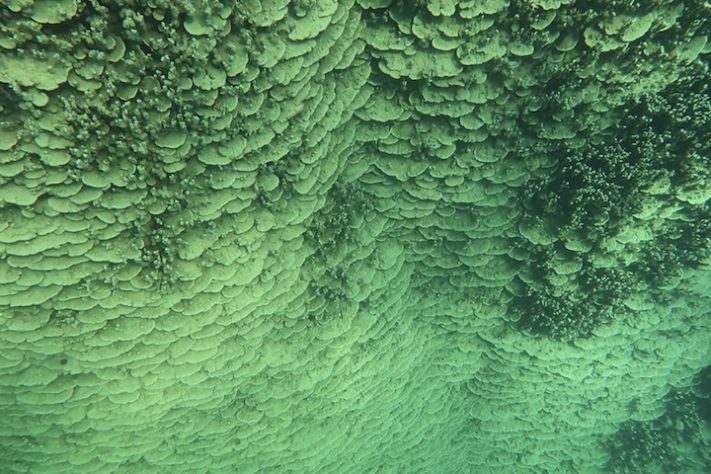 Coral gigante de 1.347 metros quadrados pode ter mais de 2 mil anos - Divulgação/NOAA Fisheries