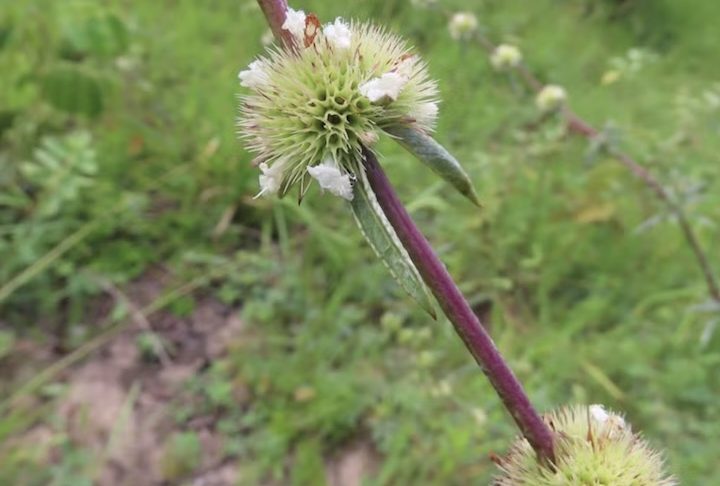 Após mais de sete décadas sem registros científicos, a Hyptis argentea, considerada 