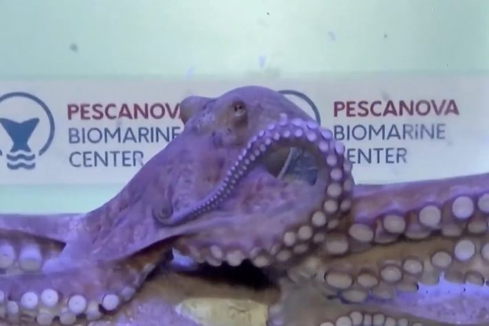 Primeira fazenda de polvos do mundo gera críticas de cientistas e ativistas - Reprodução/NBC News