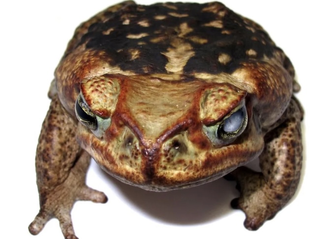 A pesquisa, conduzida com apoio do Instituto Chico Mendes de Conservação da Biodiversidade (ICMBio), analisa cerca de 250 animais e busca entender se as alterações físicas estão relacionadas à contaminação por metais no ambiente.