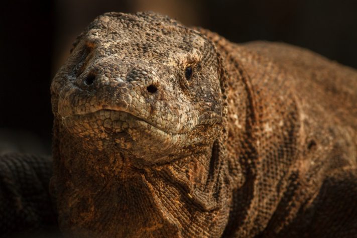 Dragão-de-komodo - Freepik/vladimircech