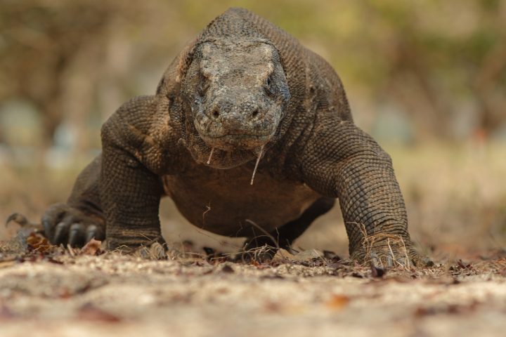 Com o isolamento geográfico dessas ilhas, esse animal desenvolveu características próprias e se tornou um superpredador local. Fisicamente, o dragão-de-komodo é um réptil que impressiona.