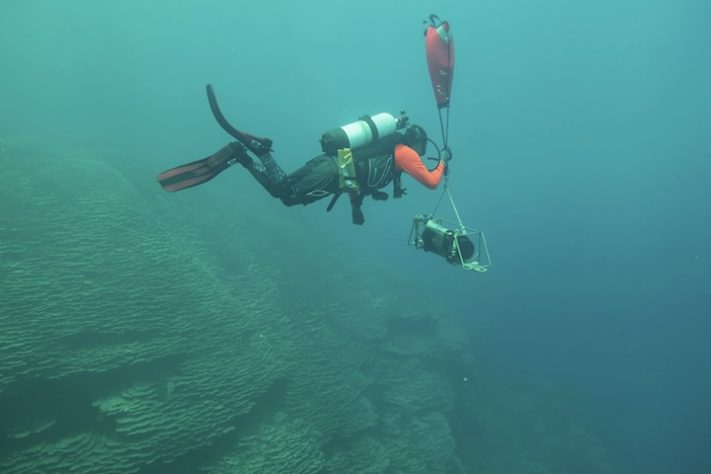 Coral gigante de 1.347 metros quadrados pode ter mais de 2 mil anos - Divulgação/NOAA Fisheries