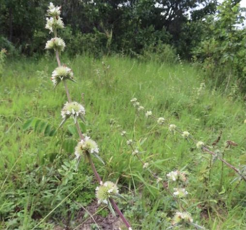 Planta desaparecida há mais de 70 anos é redescoberta no Cerrado goiano - Reprodução/Isa Lucia de Morais