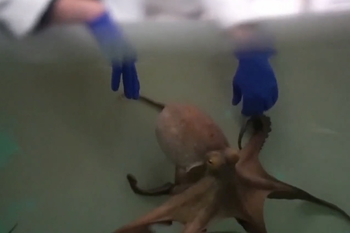 O sistema seguiria o modelo de aquicultura industrial, com os animais sendo mantidos em tanques fechados e condições controladas de temperatura, alimentação e densidade populacional.