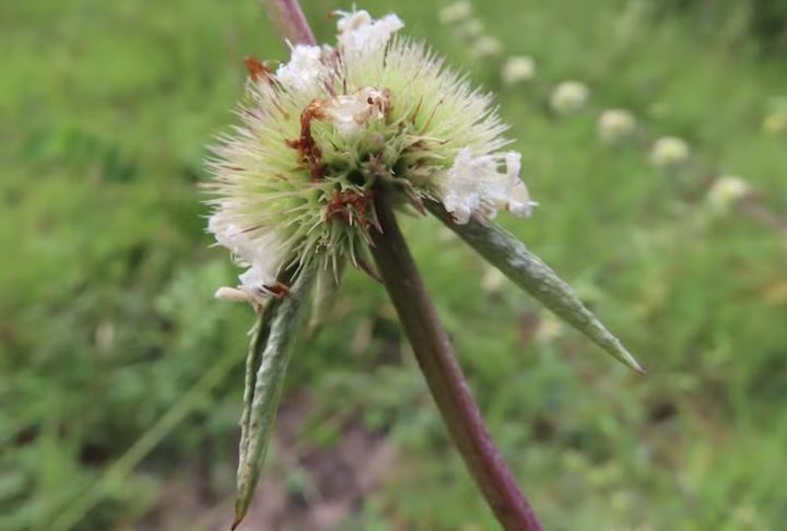 Apesar do entusiasmo com a notícia, especialistas classificam o vegetal na categoria 