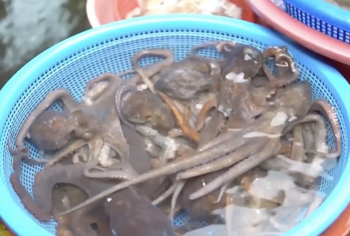 A proposta, entretanto, enfrenta forte resistência devido à complexidade biológica destes cefalópodes. E parte dessa controvérsia está relacionada às características biológicas dos polvos.