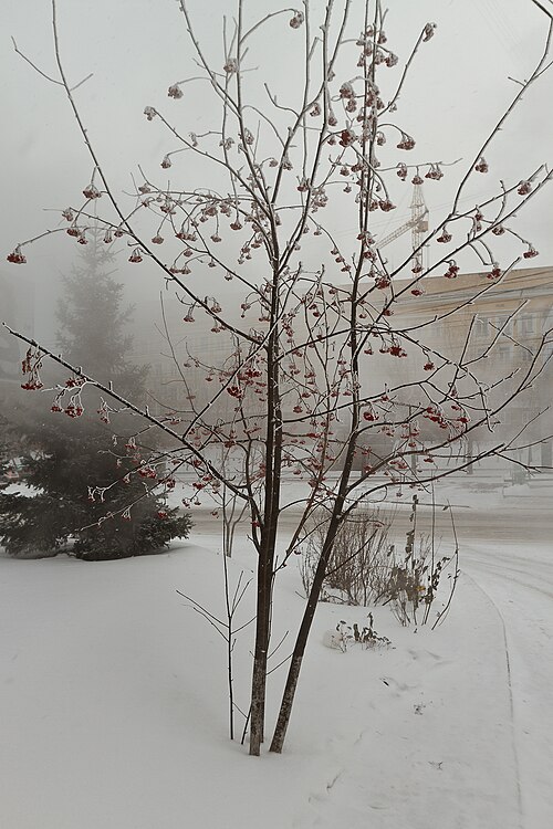 O clima de Novosibirsk é rigoroso, com invernos longos e temperaturas que podem chegar a 30 graus Celsius negativos. A cidade, porém, se adapta com infraestrutura adequada e vida cultural intensa. Esse contraste entre frio extremo e vitalidade urbana é parte de sua identidade.