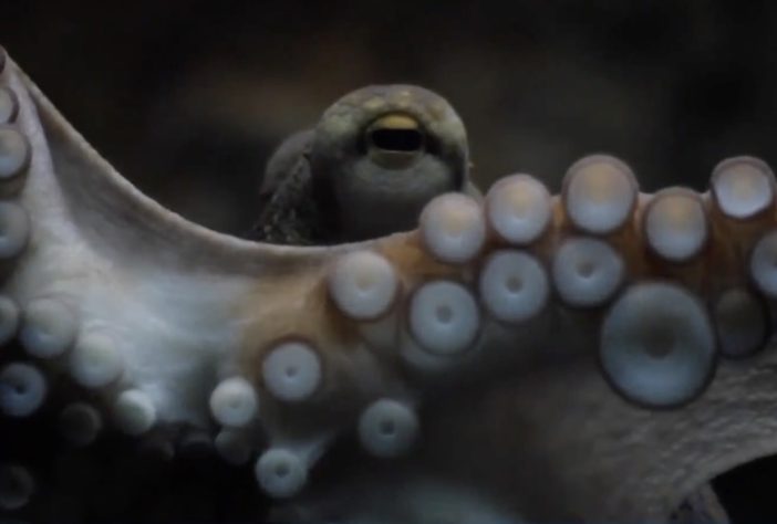 Primeira fazenda de polvos do mundo gera críticas de cientistas e ativistas - Reprodução/NBC News