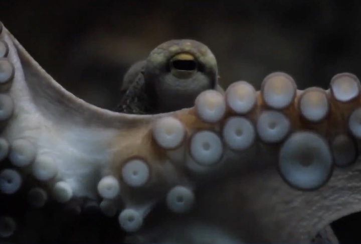 Por serem animais solitários, o confinamento em larga escala levanta dilemas éticos profundos, com especialistas alertando para possibilidade de picos de estresse, agressividade e, eventualmente, até canibalismo.