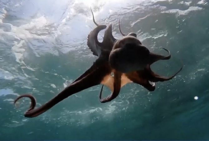 Projeto de criação da primeira fazenda de polvos do mundo gera críticas de ambientalistas; entenda