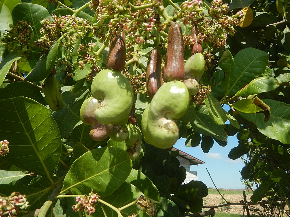 Pseudofrutos são estruturas que se desenvolvem de partes da flor diferentes do ovário. Isso significa que a polpa comestível não corresponde ao fruto verdadeiro. Essa distinção mostra como a natureza cria soluções variadas para reprodução e proteção das sementes.