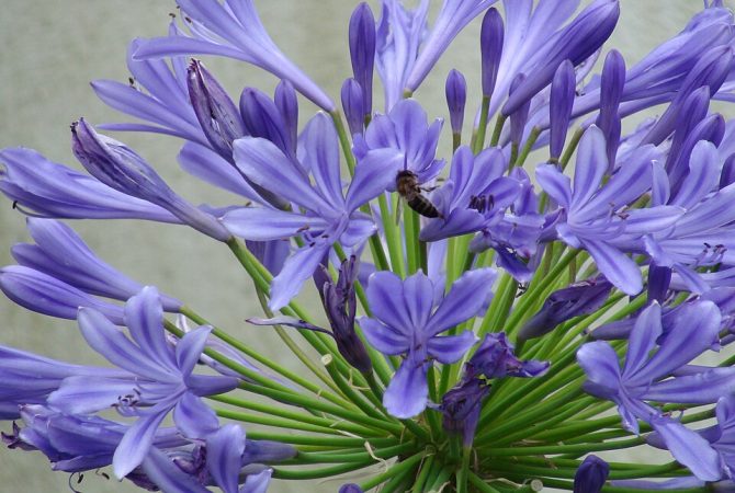 Lírio-do-Nilo tricolor: conheça os encantos do agapanto