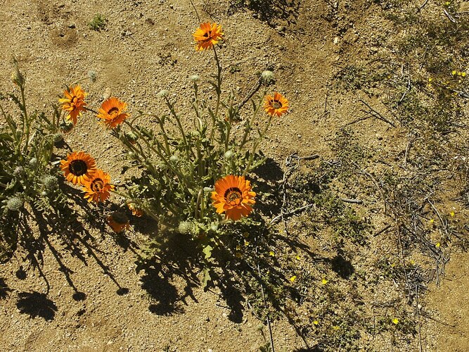 O cultivo da Arctotis fastuosa exige poucos cuidados, bastando solo bem drenado e exposição ao sol para florescer em abundância. Essa simplicidade atrai jardineiros iniciantes e profissionais, que encontram nela uma opção prática e impactante. Por isso, é considerada uma planta versátil que valoriza qualquer espaço com sua presença marcante.