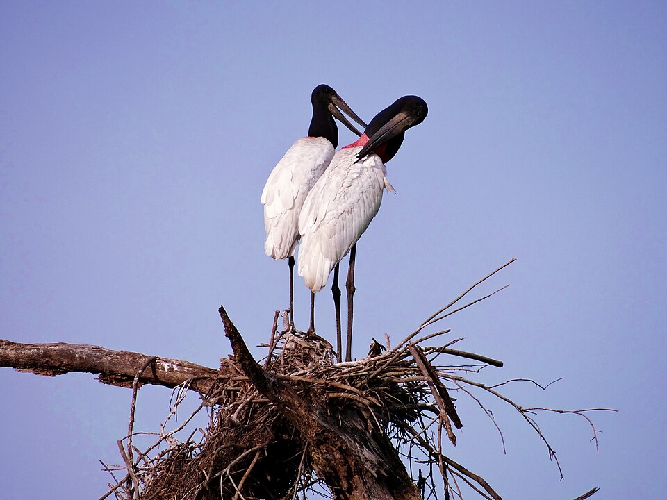 O casal de Tuiuiús divide as responsabilidades de incubação e alimentação das crias, fortalecendo a sobrevivência da prole. Os filhotes enfrentam ataques de gaviões como Carcará e Gavião-do-banhado, enquanto adultos podem ser abatidos por onças. Essa pressão predatória mostra os desafios da espécie em diferentes fases da vida.

&nbsp;