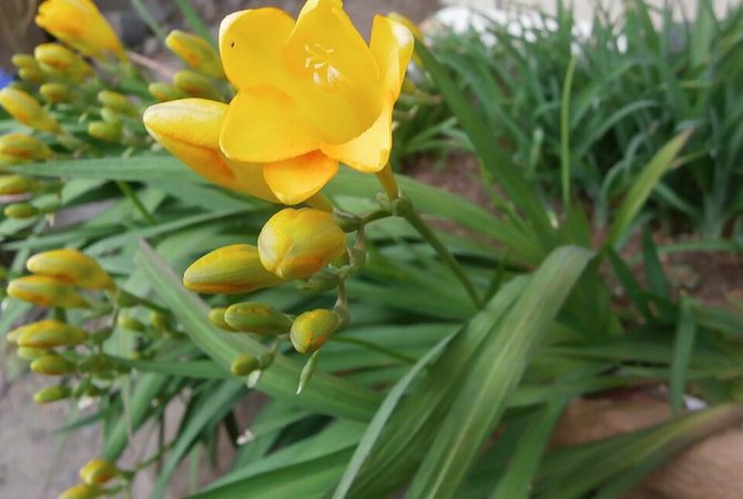 Entre cores e aromas: descubra o universo delicado da frésia