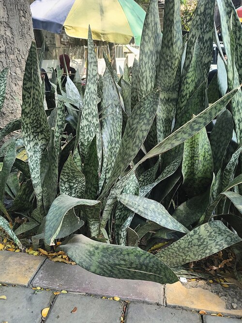 Nos últimos anos, reportagens passaram a destacar a espécie como uma “purificadora de ar”. A ideia tem origem em um estudo da NASA, realizado no fim dos anos 1980, que avaliou plantas em ambientes fechados. De fato, a espada-de-São-Jorge demonstrou capacidade de absorver alguns poluentes em condições controladas. Esse dado é verdadeiro, mas frequentemente apresentado fora de contexto.