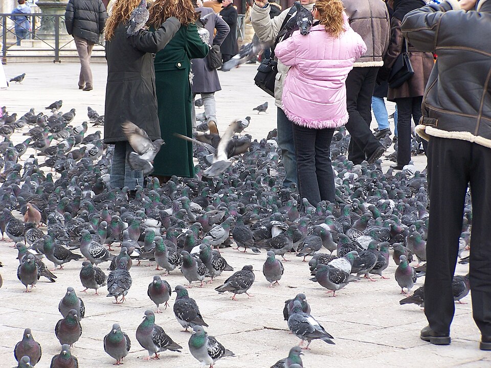 Os pombos tornaram-se parte da paisagem da Praça de São Marcos, atraindo turistas que os alimentam e fotografam. Embora sejam vistos como símbolo da vida cotidiana, também geram debates sobre preservação e limpeza. Essa convivência mostra como o espaço público é palco de interações diversas e até contraditórias.