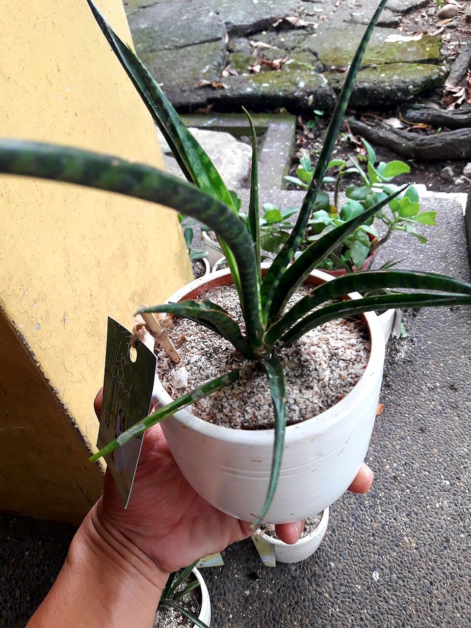 O ponto central é que o experimento ocorreu em espaços pequenos, isolados e com alta concentração de substâncias específicas. Em uma casa comum, com circulação de ar, o efeito é muito mais discreto. Especialistas apontam que seria necessário um número elevado de plantas para gerar impacto significativo na qualidade do ar. Ou seja, não se trata de um “filtro natural” capaz de substituir ventilação ou outras medidas.