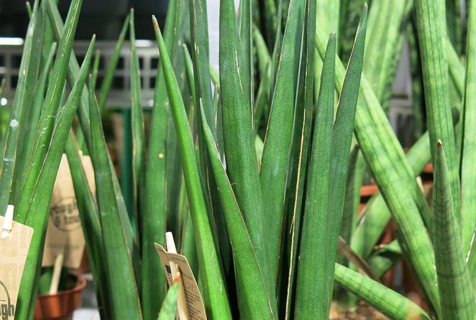 Espada-de-São-Jorge: o que é verdade e o que é exagero sobre a planta símbolo de proteção