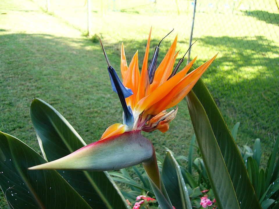 A strelitzia reginae pode atingir até dois metros de altura, destacando-se em qualquer paisagem pela imponência de suas folhas largas e flores esculturais. Essa dimensão impressionante é acompanhada por uma durabilidade notável, já que suas flores podem permanecer abertas por semanas sem perder o brilho. Além disso, sua capacidade de se adaptar a diferentes climas tropicais e subtropicais reforça sua popularidade em jardins ao redor do mundo.