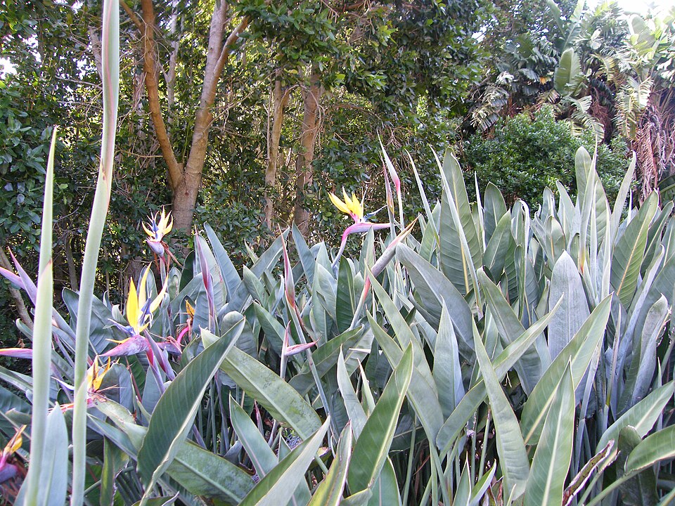A polinização da strelitzia reginae é realizada principalmente por aves, que ao pousarem sobre a flor liberam o pólen em seus pés e bicos. Esse mecanismo engenhoso garante a reprodução eficiente da espécie e fortalece sua relação com o ecossistema local. O formato que lembra uma ave em voo não é apenas estético, mas também funcional para sua sobrevivência.
