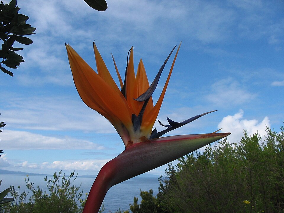 Além de sua relevância ornamental, a strelitzia reginae desempenha papel ecológico importante ao atrair aves e insetos que contribuem para a biodiversidade. Sua presença em jardins e áreas verdes ajuda a manter o equilíbrio ambiental e a promover interações naturais. A flor é um lembrete de como estética e sustentabilidade podem caminhar juntas na valorização da natureza.