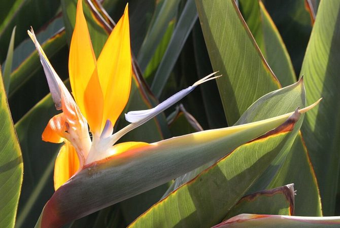 Strelitzia reginae: lembra um pássaro, mas é uma fascinante flor exótica