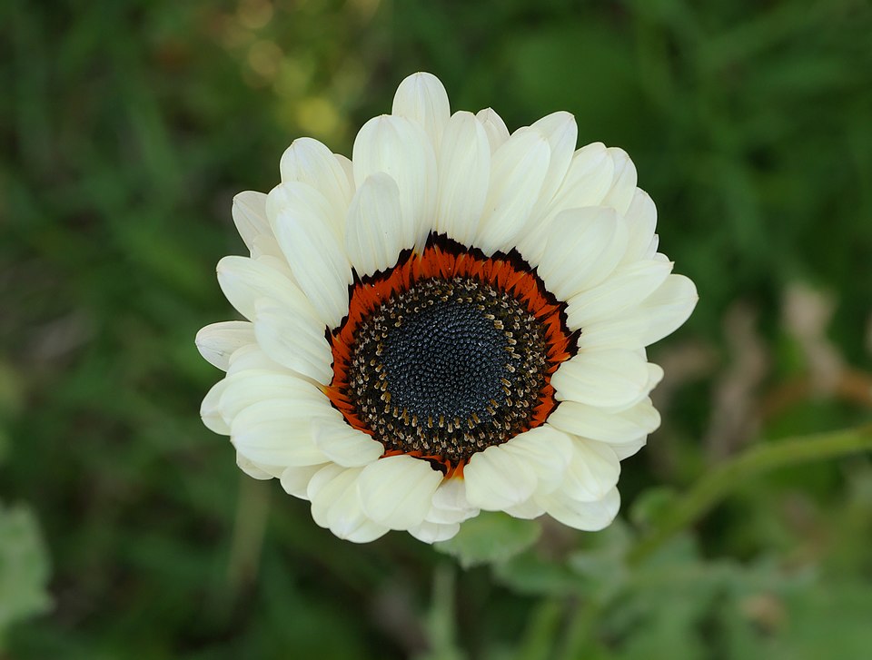 O impacto visual da margarida africana é tão marcante que ela é frequentemente utilizada para cobrir grandes áreas em jardins e parques, criando manchas coloridas de grande efeito. Suas flores se abrem com a luz do dia e se fecham ao entardecer, oferecendo um espetáculo dinâmico que acompanha o ritmo natural da paisagem. Essa característica reforça sua ligação com o ambiente, tornando-a uma flor que dialoga com a natureza e encanta quem observa sua transformação diária.