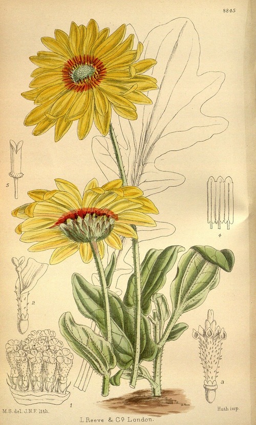 A Arctotis fastuosa integra a família Asteraceae e se diferencia das margaridas comuns pela intensidade das cores e pela rusticidade que apresenta. Seu ciclo anual permite florescer rapidamente em ambientes de sol pleno e baixa disponibilidade de água, tornando-se ideal para regiões áridas e de clima seco. A resistência em condições desafiadoras reforça sua fama como flor exuberante, capaz de transformar paisagens áridas em cenários vibrantes e cheios de vida.